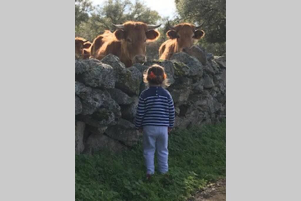 Vuelos De Montana L Montanchez Bagian luar foto
